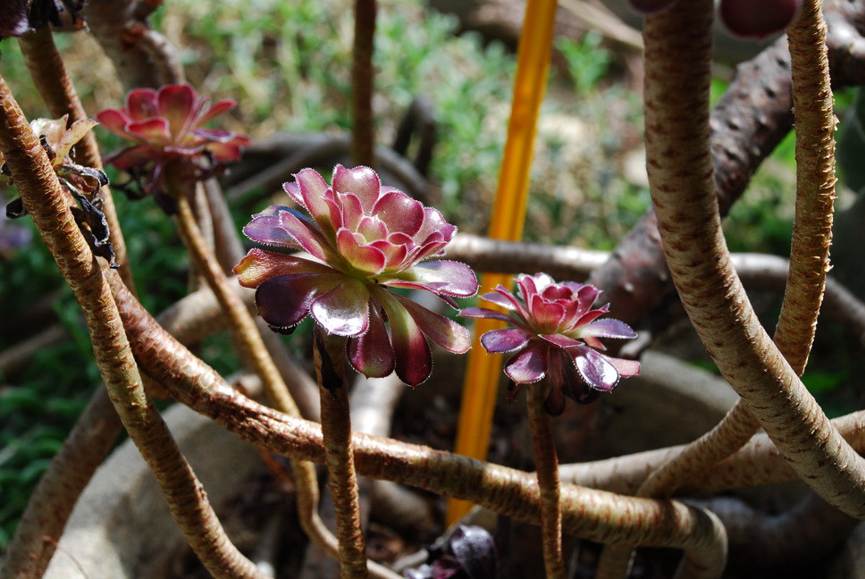 Orto Botanico_182.JPG